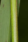 Woolly rosette grass